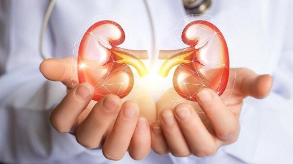 3 اصل مهم برای مراقبت از کلیه ها 3 اصل مهم برای مراقبت از کلیه ها