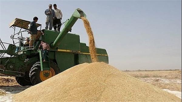 خرید دانه های طلایی کشاورزان سیستان و بلوچستان از مرز 36 هزار تن گذشت