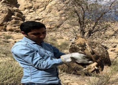 رها سازی جغد شاه بوف در منطقه شکار ممنوع کوه خرسی