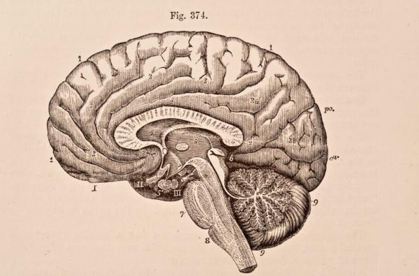 مهم ترین کشف های علمی 2022 در خصوص مغز انسان
