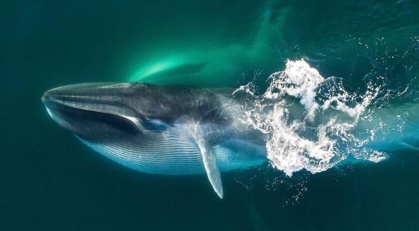 راز مبتلا نشدن به سرطان ، نهنگ ها و پارادوکس پیتو