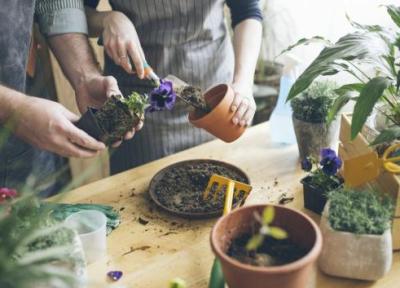 کودهای مناسب انواع گیاهان آپارتمانی را بشناسید
